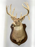 13 Point Drop Tine Antler, Whitetail Deer, Buck Shoulder Mount, Wall Taxidermy